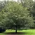 Quercus petraea - Kocsánytalan tölgy K3 40/60