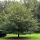 Quercus petraea - Kocsánytalan tölgy K3 40/60