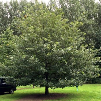 Quercus petraea - Kocsánytalan tölgy K3 60/80