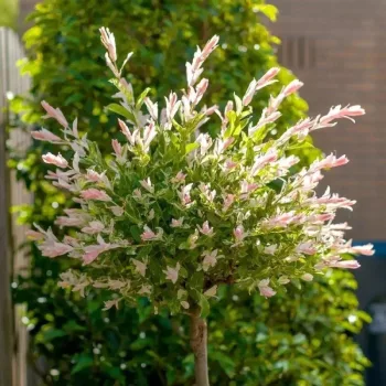   Salix integra 'Hakuro-nishiki' - Törzses tarkalevelű japánfűz K5 TM130
