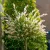 Salix integra 'Hakuro-nishiki' - Törzses tarkalevelű japánfűz K5 TM130