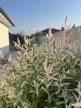 Salix integra 'Hakuro-nishiki' - Törzses tarkalevelű japánfűz K5 TM130