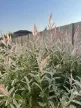 Salix integra 'Hakuro-nishiki' - Törzses tarkalevelű japánfűz K5 TM150