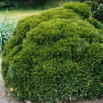   Thuja occidentalis 'Danica' - Törpe nyugati tuja K40 100/125