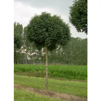   Fraxinus ornus 'Mecsek' - Gömb virágos kőris K20 6/8