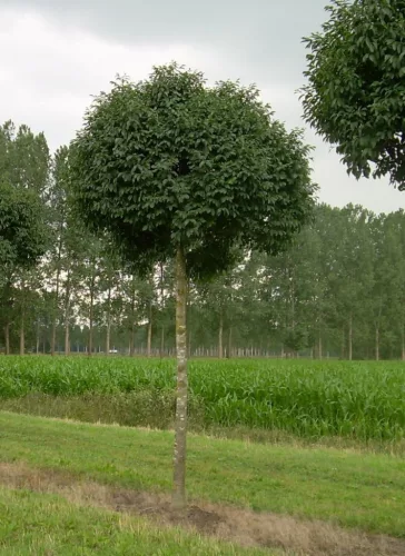 Fraxinus ornus 'Mecsek' - Gömb virágos kőris K20 6/8