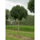 Fraxinus ornus 'Mecsek' - Gömb virágos kőris K20 6/8