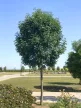 Fraxinus ornus 'Mecsek' - Gömb virágos kőris K20 6/8