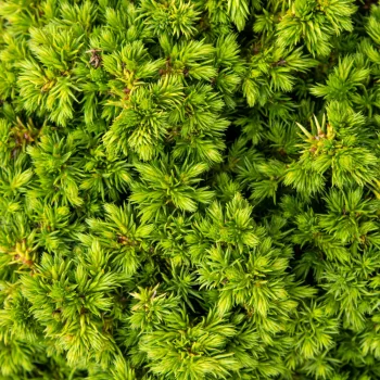 Japánciprus - Cryptomeria japonica 'Green Pearl'