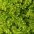Japánciprus - Cryptomeria japonica 'Green Pearl'