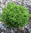 Japánciprus - Cryptomeria japonica 'Green Pearl'
