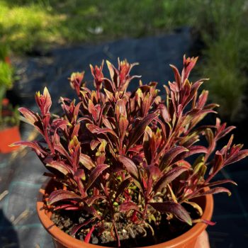   Évelő díszgyertya - Gaura lindheimeri 'Summer Bloom Baby'