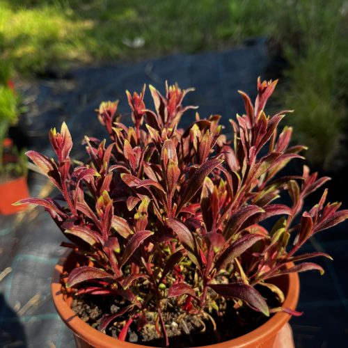 Évelő díszgyertya - Gaura lindheimeri 'Summer Bloom Baby'