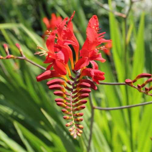 Sáfrányfű - Crocosmia 'Lucifer'