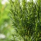Taxus baccata 'Zöld' Fl. 90/100