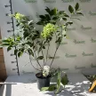 Bugás hortenzia - Hydrangea paniculata 'Little Fresco'