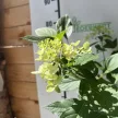 Bugás hortenzia - Hydrangea paniculata 'Little Fresco'