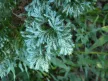 Kék szavára hamisciprus - Chamaecyparis pisifera 
