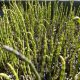 Japán zsurló - Equisetum japonica
