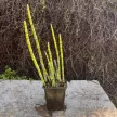 Japán zsurló - Equisetum japonica