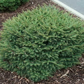 Törpe gömb szerb luc - Picea omorika 'Karel'