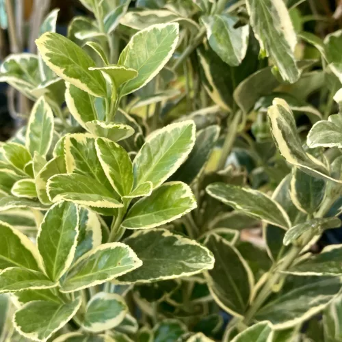 Euonymus japonicus 'Bravo' - Japán kecskerágó K5 20/40