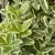 Euonymus japonicus 'Bravo' - Japán kecskerágó K5 20/40
