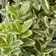 Euonymus japonicus 'Bravo' - Japán kecskerágó K5 20/40