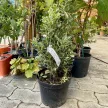 Euonymus japonicus 'Bravo' - Japán kecskerágó K5 20/40