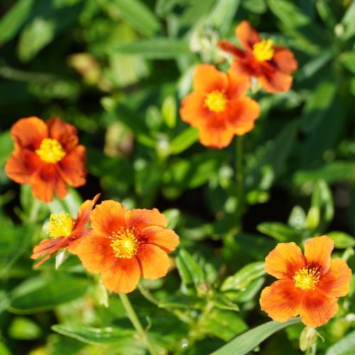 Napvirág - Helianthemum 'Ben Heckla'