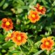 Napvirág - Helianthemum 'Ben Heckla'