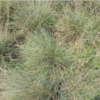 Deres csenkesz - Festuca pallens