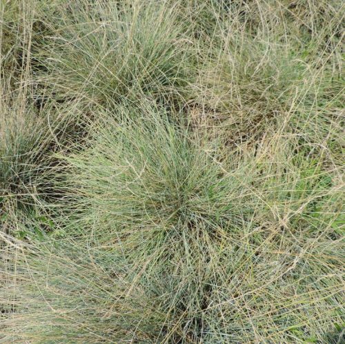 Deres csenkesz - Festuca pallens