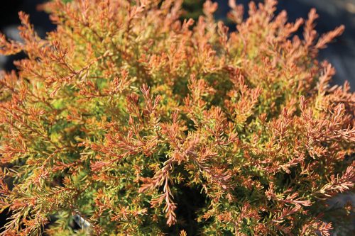 Nyugati tuja - Thuja occidentalis 'Fire Chief'