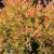 Nyugati tuja - Thuja occidentalis 'Fire Chief'