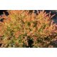 Nyugati tuja - Thuja occidentalis 'Fire Chief'