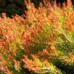 Nyugati tuja - Thuja occidentalis 'Fire Chief'