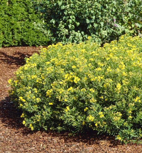 Orbáncfű - Hypericum kalmianum 'Gemo'