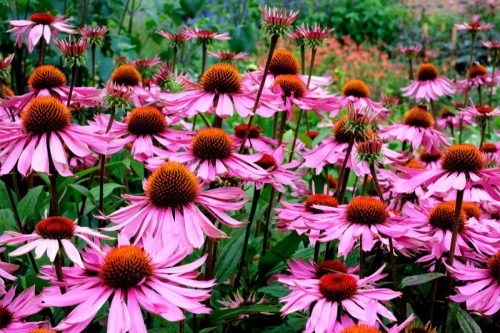 Bíbor kasvirág - Echinacea purpurea 'Rubinstern'