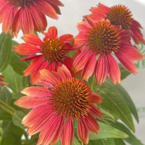Bíbor kasvirág - Echinacea purpurea 'Rubinstern'