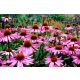 Bíbor kasvirág - Echinacea purpurea 'Rubinstern'