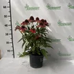 Bíbor kasvirág - Echinacea purpurea 'Rubinstern'