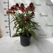 Bíbor kasvirág - Echinacea purpurea 'Rubinstern'