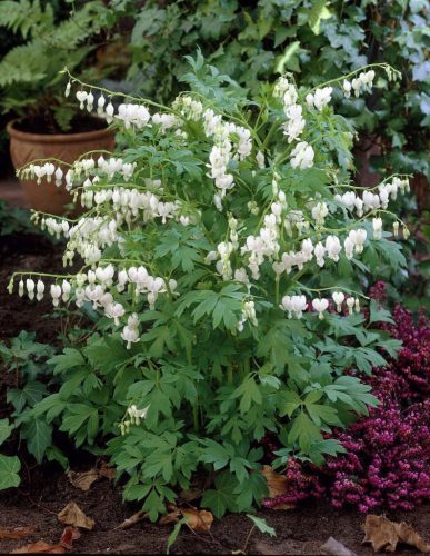 Nagy szívvirág - Dicentra spectabilis 'Alba'