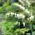 Nagy szívvirág - Dicentra spectabilis 'Alba'