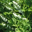 Nagy szívvirág - Dicentra spectabilis 'Alba'