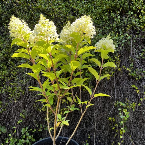 Bugás horteznia - Hydrangea paniculata 'Living Sugar Rush'