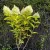 Bugás horteznia - Hydrangea paniculata 'Living Sugar Rush'