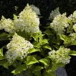 Bugás horteznia - Hydrangea paniculata 'Living Sugar Rush'