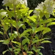 Bugás horteznia - Hydrangea paniculata 'Living Sugar Rush'